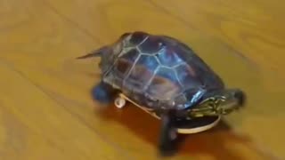Skateboarding Turtle is back 😂🤣
