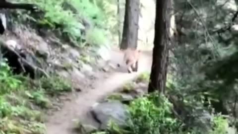 4 Mountain Lion Encounters You Should Never See