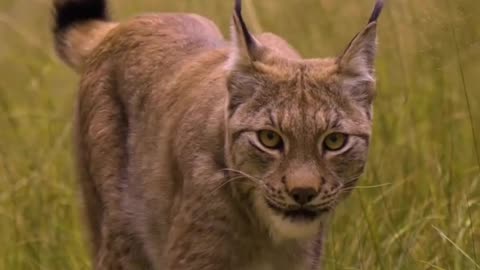 Lynx Has Mastered The Cat Walk