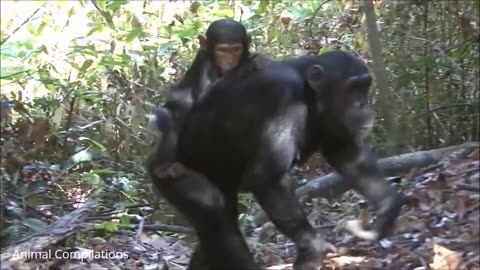 Adorable Baby Chimpanzees: The Cutest Primates You'll Ever See