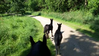Foals coming back from their first trail ride