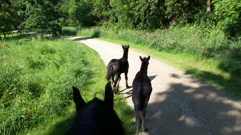 Foals coming back from their first trail ride