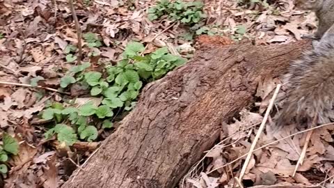 Squirrel Has a Snack