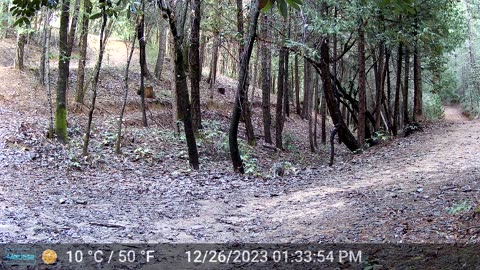 Lynx Stalking During the Day