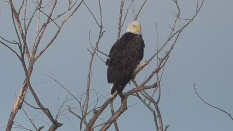 269 Toussaint Wildlife - Oak Harbor Ohio - Eagle Starts Loving Camera