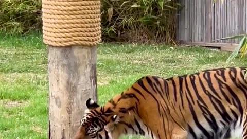 Nothing Stands in the way of a tiger and its feeding time