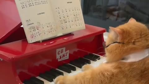 Cat musician 🐕🐶