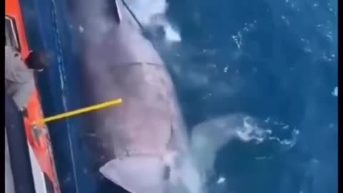 shark getting rid of the fisherman's net