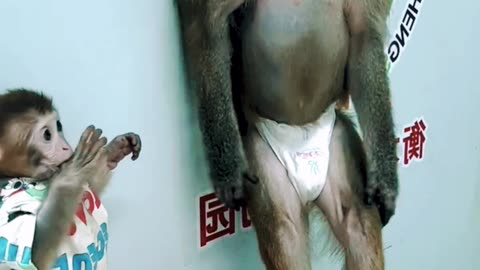 Cute monkeys in diaper😍😍😍😁😁😁