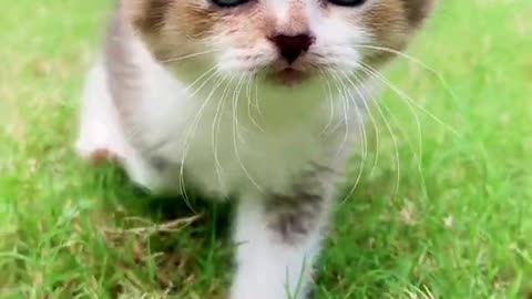OH MY God Funny Cats And Kittens Meowing videos