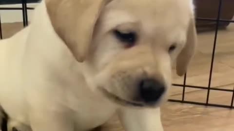 Cute puppy barking Like Big Dog