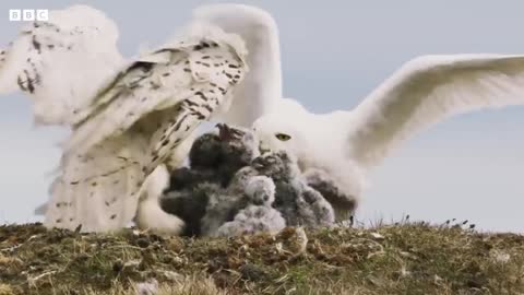 Fluffy Owl Chicks Learn to Fly Frozen Planet II BBC Earth