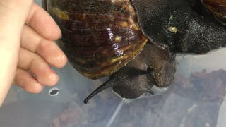 Two Giant West African Snails