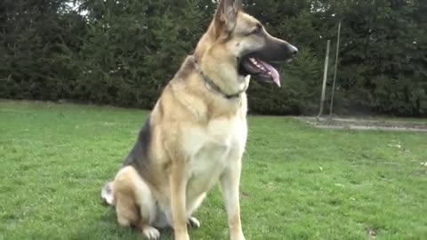 The German Shepherd Song