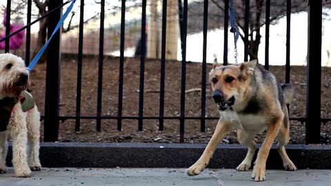 DOGS BARKING Angry Dogs Real Guard Dogs Defending You