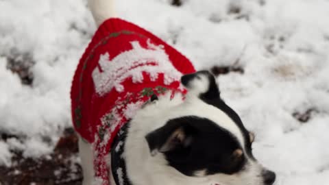A small dog in Christmas sweater, enjoying his Christmas day with others