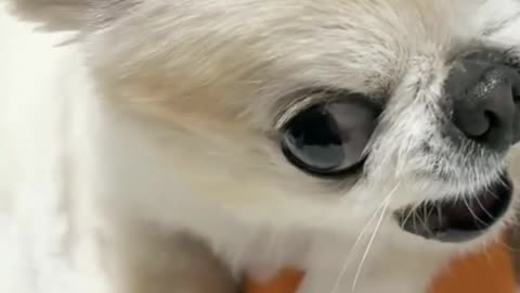 cute pet