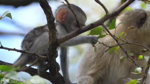 Baby Animals 4K - Amazing World Of Young Animals | Scenic Relaxation Film