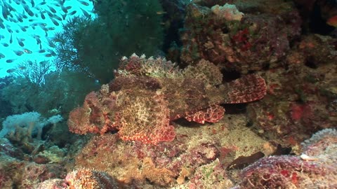 UNDERWATER Red Sea Life _ Free HD Videos - Footage