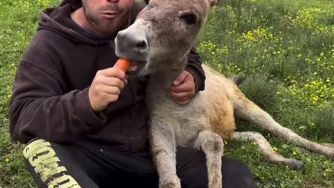 Donkey_ eating carrot with donkey