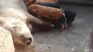 Pig farming