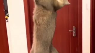 Funny animal video