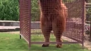 Giant tibetan mastiff wants to play