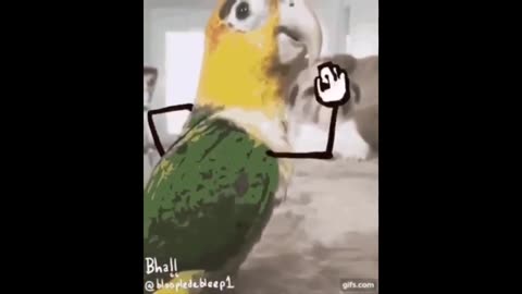 Top Funny Bird Videos