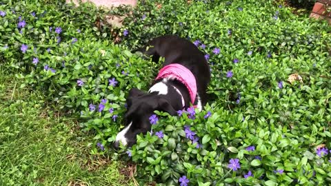 Cute dog in flowers