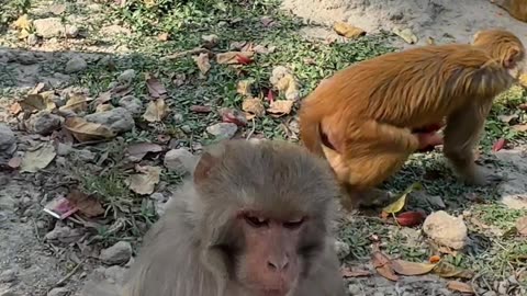 Feeding Carrots to a Group of Monkeys