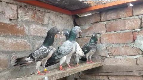 Parvazi new pigeon beautiful breeder pair best flying