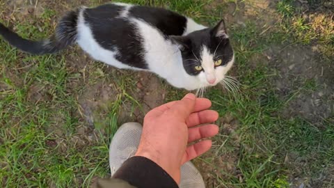Sweet Street Cat wants to be Friends with me