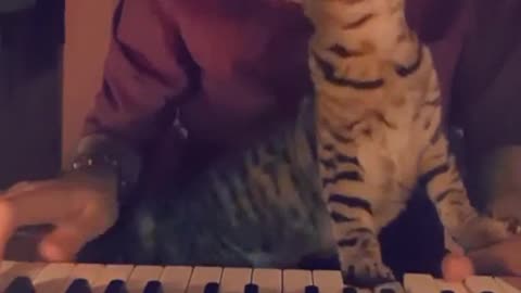Pianist With Cat
