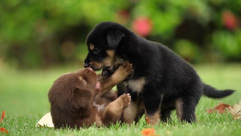 Lovely puppies