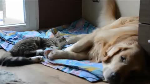 Bored kitten tries to play with sleepy dog