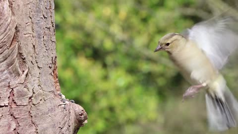 The bird silent