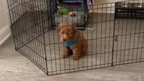 Puppy works smart, not hard - easily bypasses gate 2020