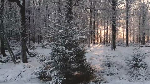 Trees Forest Sunrise free stock video -Nature