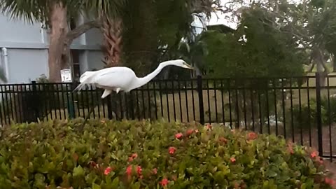 Beautiful bird In Florida