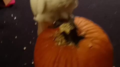 Bella the umbrella celebrates All Hollows Eve by destroying a pumpkin