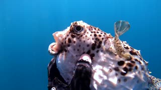 Diver Gives Fish a Helping Hand