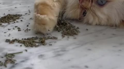 Kitty Approves of High Quality Catnip