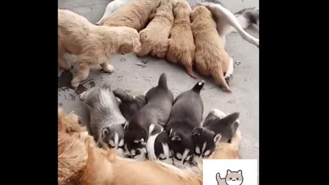 🐶 😂 😍 10 cute puppies