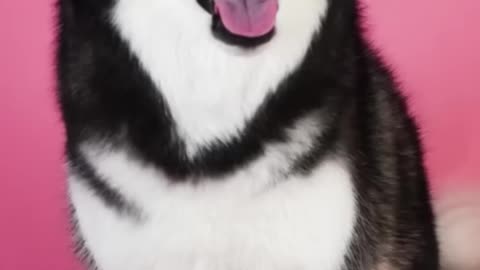 Daily Life With a Talking Husky - Compilation