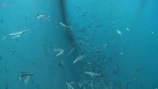 Flying fish with amazing skills to escape sea predators