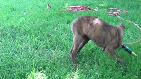 Puppy is fighting with a water hose