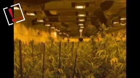 Localizan 4.000 plantas de marihuana en Constantí, Tarragona