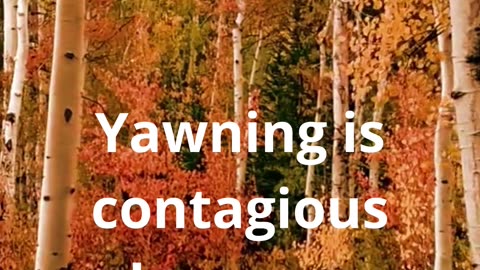 Yawning is contagious