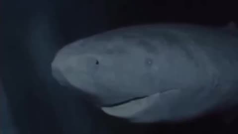 Tiburón en Groelandia