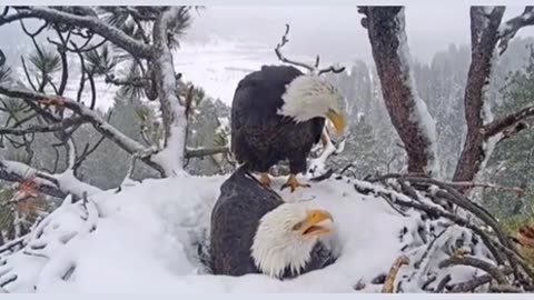 Rare Footage Of A Male Bald Eagle Helping The Female With Egg Warming Duties